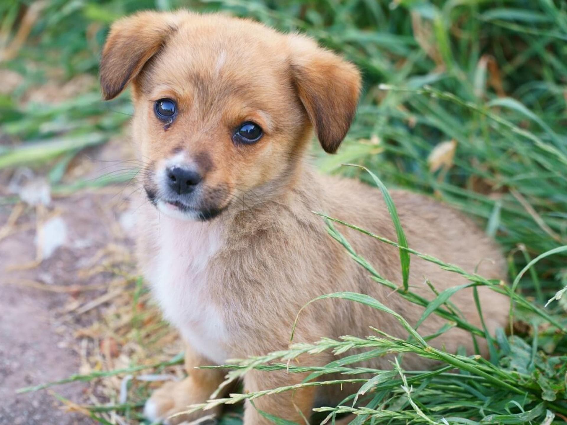 Gratis Grußkarten: süße Tierkinder-Motive versenden